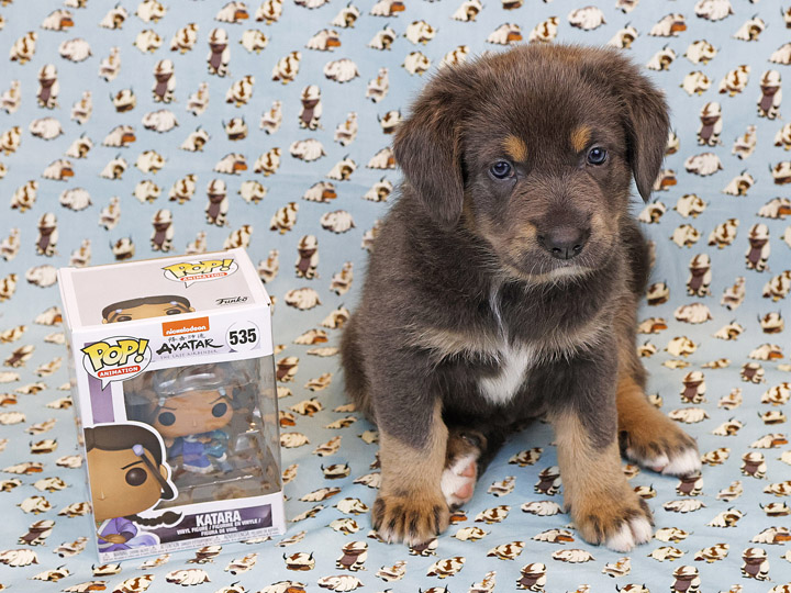 chinook puppy